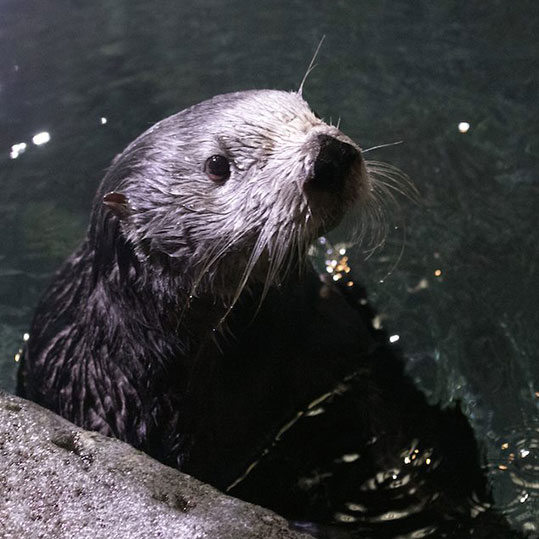 AudubonZoo